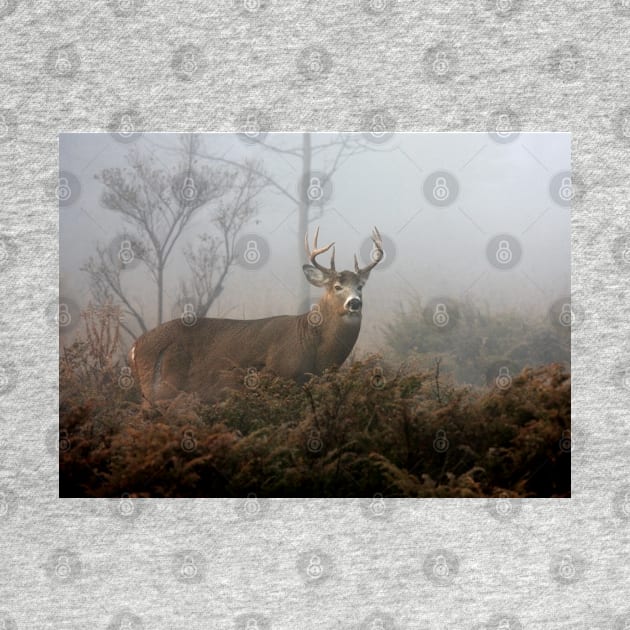 Buck in fog - White-tailed Deer by Jim Cumming